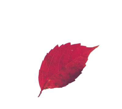 transparent red leaf